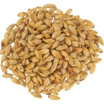 Pure Natural Malted Barley High Nutrition Grain Cheap Bulk Wholesale Price from A.C.P. AGRICULTURE COMPANY LIMITED Pure Natural Malted Barley High Nutrition Grain Cheap Bulk Wholesale Price - A.C.P. AGRICULTURE COMPANY LIMITED - Thailand