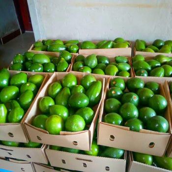 fruits and vegetables Grade FIRST GRADE Packaging BOX 10KG Product Type Dried Fruits Export Focus Exports To Other Countries - AMANI FRUITS AND SNACKS UGANDA LTD - Uganda