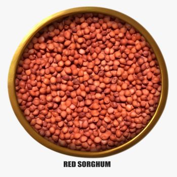 Premium Quality Red Sorghum Wholesale Supply At Factory Price For Sale - MASI TRADING GMBH - Germany