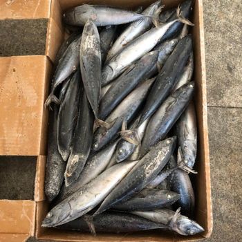 Frozen Tuna Fish Seafood Category Delivering 98% Quality Focus With Excellent Texture And Freshness - TOSOH INTERNATIONAL - South Africa