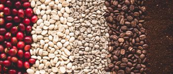Vietnamese Green bean coffee( Robusta & Arabica) Origin Vietnam Black Beans ≤0.1%% Foreign Matter ≤0.1%% Moisture Content ≤12.5%% - Tiarez - Australia