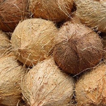 Semi Husked Coconut - PT TRICOCO ARTHA GLOBAL - Indonesia