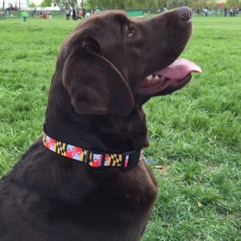 Dog Accessories Custom Logo Colorful Dog Collar and Matching Leash - Fujian Jianxinsheng Intelligent Technology Co., Ltd. - China