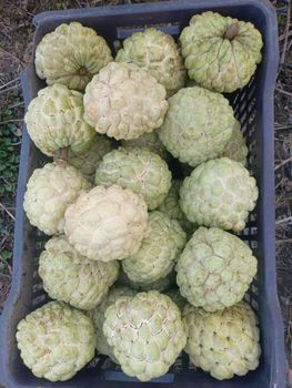 Custard Apple (Sitaphal) & other Agricaltural Products - DEEPREACH INDIA ENTERPRISES LLP - India