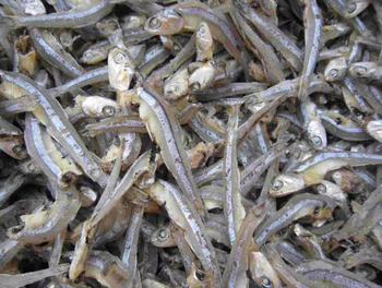 Dried Anchovies - PT ALAM LESTARI MANDIRI - Indonesia