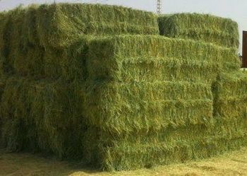 Rhode Grass Grade Grade A Drying Method Sun-dried Mold Content Free From Mold Weed Content Free From Weeds - Agri innovators  - Pakistan