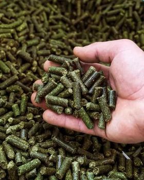 Alfalfa (Lucerne) Hay Pellets - ZEFIRTRADE SP. Z.O.O - Belarus