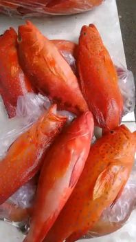 Fish grouper Quality High quality Place of Origin Indonesia - Pt ragil jaya mandiri project - Indonesia