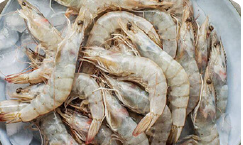 shrimp prawns - Barman Tejarat Aso - Iran