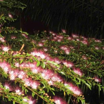 SUPPLER BOBINSANA BARK POWDER  (Calliandra angustifolia ) - juan - Peru