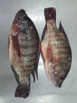 Tilapia Gutted/Scaled Origin Thailand Minimum Order 20 Tons Quality Grade Usda Choice Packaging Iwp, 18 Kgs Per Carton Storage Temperature -18°c Or - Marine Frozen Foods Co. Ltd - Thailand