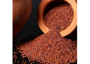 Fine quality finger millet bulk supply natural ragi wholesale trade - HIGHPROFILE AGRICULTURE SERVICES LIMITED - Tanzania