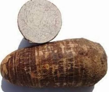 Premium Fresh Taro Root | Bulk Supply of High-Quality Edible Taro for Food Processing and Export Whatsap +255787979235 - AL JABLI TRADING COMPANY LIMITED - Tanzania