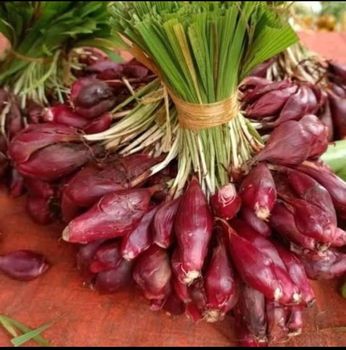 Dayak Unions for Herbal Materials - PT Gaza Internasional Trade - Indonesia