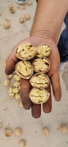 Chinese 185 Hickory Walnut Nuts Ceviz Iiceviz Ceviz Kabuklu in Walnut Supplier - Hebei ShengMeng Foodstuff Co., Ltd - China