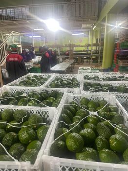 Fresh Hass Avocado - Maple Grower's & Exporters Ltd - Kenya