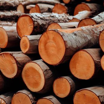 Kiln Dried Firewood Logs For Faster Ignition And High Heat Production For Global Trade from THE GREEN INTERNATIONAL LIMITED Kiln Dried Firewood Logs For Faster Ignition And High Heat Production For Global Trade - THE GREEN INTERNATIONAL LIMITED - Tanzania
