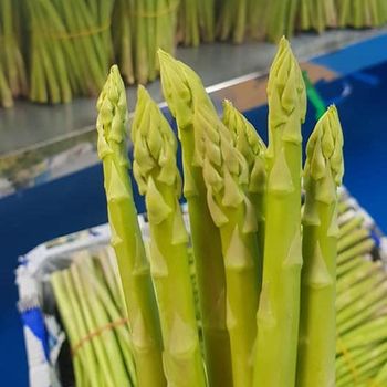 Frozen/ Fresh Asparagus Vegetables Wholesale From Vietnam - Whatsap 0084 989 322 607 - Sunrise Ins Group - Vietnam