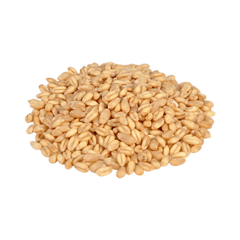 Wholesale durum wheat maintained for steady trade and resale operations from MASI TRADING GMBH Wholesale durum wheat maintained for steady trade and resale operations - MASI TRADING GMBH - Germany