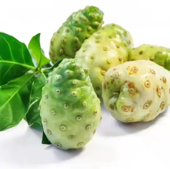 fresh noni Packaging 20KG - PT DBALOY FOOD INDUSTRIES - Indonesia