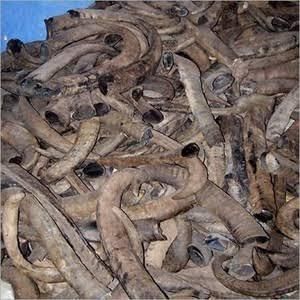 Natural Quality Ready for Export at a Low Cost Buffalo / Ox Cow Raw Horn for Sale
