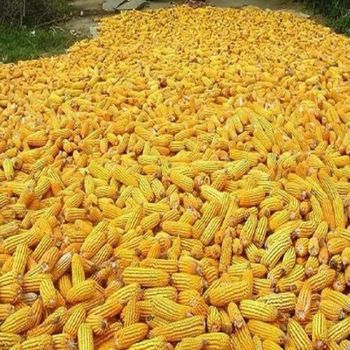 White Maize Corn Non GMO and Yellow Corn Bulk