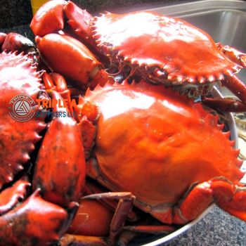 Good Quality Fresh Mud Crab live Premium Grade High Protein Good Taste Large Sizes Seafood Frozen Soft Shell Crab - ASIAN IMPORT AND EXPORT CO. - Bangladesh