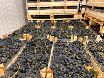 Fresh Black Grapes Shape coni Box Weight 9.5 Kg Boxes Per Pallet 96 Packaging Wooden Boxes Place of Origin Moldova Pallet Type Euro Pallet - Midon Grup SRL - Moldova, Republic of