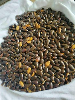 BLACK TEA Grade A Form SOLID Tea Type Bai Mudan Shelf Life 2 YEARS Delivery Form Tea Bag Cultivation Type COMMON Origin Africa, Sri Lanka - BF GLOBAL TRADING (PTY) LTD - South Africa