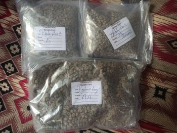 Coffee Beans from Shrine Global Exports Coffee Beans - Shrine Global Exports - India