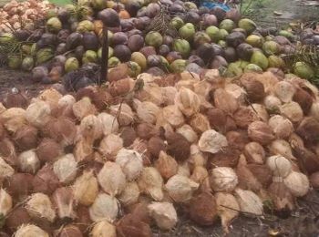 Mature fresh Coconut - PT An-Nisa FarmExport - Indonesia