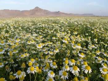 Chamomile Aroma Rich Color Bright Compliance Eu-compliant Active Compound Levels High Traceability 100% Traceable Ideal Applications Herbal Teas, Botanical Extracts, And Cosmetic Formulations - Mawasem - Egypt