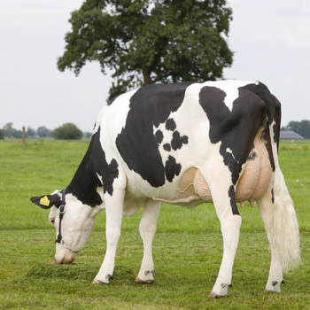 Premium Live Holstein Cows For Dairy Farming With High Milk Yield And Healthy Breeding Stock Available At Competitive - CPW TRADE LTD - United Kingdom