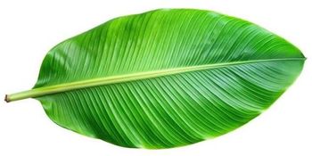Fresh Banana Leaves from India from Goel Nuts Mart Fresh Banana Leaves from India – product photo, Fresh Leaves products found from trusted suppliers, wholesalers, manufacturers & exporters Listing