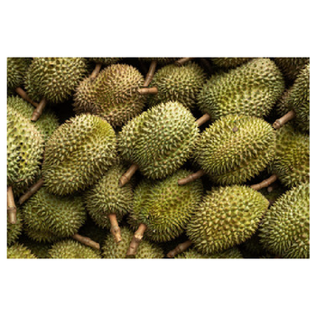 Cheap fresh durian fruit and new crop frozen durian products Grade A Style Fresh Taste Sweet Type DURIAN Weight (kg) 3 Content - GLOBAL MEKONG GROUP - Vietnam