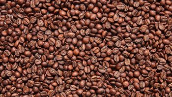 Premium Indonesian Arabica & Robusta Coffee | Origin Supply for Global Buyers - PT Teranova Nusantara Sejahtera - Indonesia