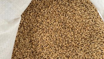 Malt Barley Low Price Bulk Sale For Wholesale And Industrial Buyers - MASI TRADING GMBH - Germany