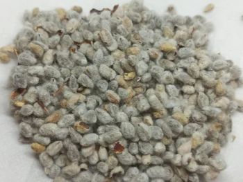 Cotton Seed Hull - Cotton Seed Waste Latest Price, Manufacturers - Balingi Trading Company (PTY) Ltd - South Africa