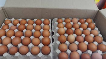 Fresh chicken eggs - Zabs Holdings - South Africa