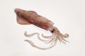 FROZEN SQUID WR Packaging 800G Shelf Life 2 YEARS Pricing Offered Nwnc, Nwfc, Fwnc, Fwfc Freezing Method Blast, Block, Semi Iqf, Iqf - Netfish India - India