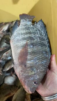 Farmed Frozen Whole Round Frozen Tilapia Fish from Jinjiang Yueshuang Import&Export Trade Co.,Ltd Farmed Frozen Whole Round Frozen Tilapia Fish - Jinjiang Yueshuang Import&Export Trade Co.,Ltd - China