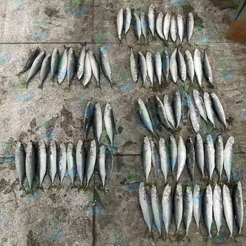 mackerel - Fujian Xinrong Aquatic Products Technology Co., Ltd. - China