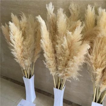 Wholesale Boho Flowers & Wreaths Natural Grass Pampas Dried for Home Wedding Store Decoration - Hebei Dutang Import and Export Trade Co., Ltd. - China