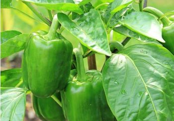 Bell Pepper Shape Blocky Color Deep Green Texture Smooth Skin Wall Thickness Thick - MIB Company Ltd - Uganda