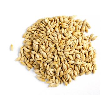 Barley grain wholesale stock available in bulk bags and containers - MASI TRADING GMBH - Germany