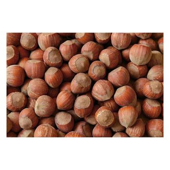 Raw Hazelnut kernel/ Organic Grade Hazelnut kernel /Hazel Nuts for sale - MT Trading GmbH - Germany