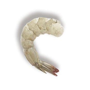 Vannamei shrimp - Pesquera Cristiansen - Ecuador