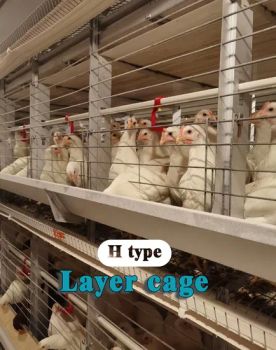 Long Service Life Chicken Coop with Integrated Egg Collection System - Raisetech Co., Ltd. - China