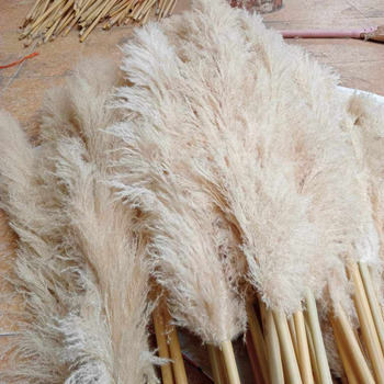 Natural Dried Pampas Grass - Premium Fluffy Plumes for Home & Event Decoration - VIET FARGIMEX COMPANY LIMITED - Vietnam