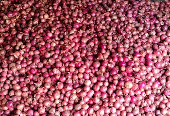 Fresh Onion Form Rings Organic Yes Origin Bangladesh Supply Stability Stable Degree of Processing Dried Quality Standard Consistent - RAIHAN - Bangladesh